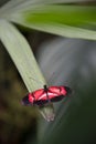 butterfly alone red white and black laid in color in summer on a green leaf Royalty Free Stock Photo