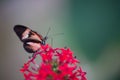 butterfly alone red white and black laid in color in summer on a red flower on green and white backgrounds Royalty Free Stock Photo