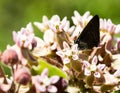 Butterfly amongst the blossoms.