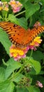 Butterfly amongst the Lantanas