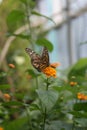 Butterfly on the Amsterdam Zoo