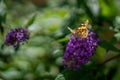 Butterfly on Anise Hyssop Flowers