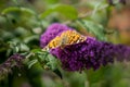 Butterfly on Anise Hyssop Flowers