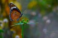 Butterfly Anosia chrysippus, Danaidae Royalty Free Stock Photo