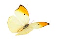 Butterfly (Anteos Menippe).