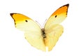 Butterfly (Anteos Menippe).