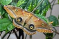 Butterfly Antherea polyphemus