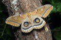 Butterfly Antherea polyphemus