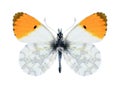 Butterfly Anthocharis cardamines phoenissa (male)