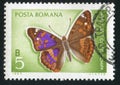 Butterfly Apatura Ilia