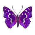 Butterfly Apatura iris vector Royalty Free Stock Photo