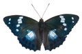 Butterfly (Apatura schrencki) 44