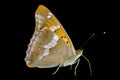 Butterfly (Apatura substituta) 6