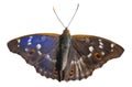 Butterfly (Apatura substituta) 11