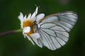 Butterfly - Aporia crataegi