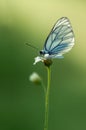 The butterfly Aporia crataegi butterflyrus covered with dew sits  on a daisy flower Royalty Free Stock Photo