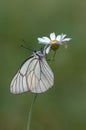 The butterfly Aporia crataegi butterflyrus covered with dew sits on a daisy flower Royalty Free Stock Photo