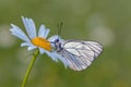 The butterfly Aporia crataegi butterflyrus covered with dew sits  on a daisy flower Royalty Free Stock Photo