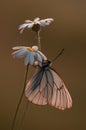 The butterfly Aporia crataegi butterflyrus covered with dew sits among the flowers of the daisy Royalty Free Stock Photo