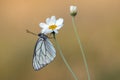 The   butterfly Aporia crataegi butterflyrus   on a daisy flower Royalty Free Stock Photo