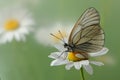 The   butterfly Aporia crataegi butterflyrus  sits on a summer morning on a daisy flower Royalty Free Stock Photo