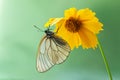 The butterfly Aporia crataegi butterflyrus sits on a yellow flower