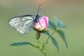 The butterfly Aporia crataegi covered with dew sits on a rose hip flower