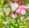 Butterfly aporia Crataegi on the Dianthus barbatus