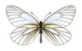 Butterfly Aporia hippia underside