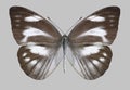 Butterfly Appias libythea female
