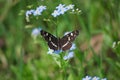 Butterfly Araschnia levana second Royalty Free Stock Photo