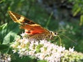 Butterfly Arctia caja collects nectar Royalty Free Stock Photo