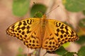 Butterfly Argynnis adippe