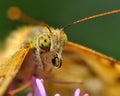 Butterfly The High brown fritillary, argynnis adippe in macro Royalty Free Stock Photo