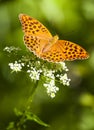 Butterfly (argynnis paphia) Royalty Free Stock Photo