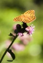 Butterfly (argynnis paphia) Royalty Free Stock Photo