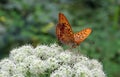 Butterfly Argynnis paphia Royalty Free Stock Photo