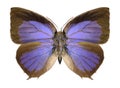 Butterfly Arhopala centaurus Royalty Free Stock Photo