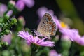 Butterfly of aricia agestis collects nectar on a bud of Astra