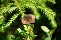 Butterfly - Arran Brown Erebia ligea Royalty Free Stock Photo