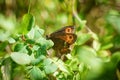Butterfly - Arran Brown Erebia ligea Royalty Free Stock Photo