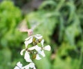 butterfly on arugula flower