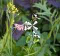 butterfly on arugula flower