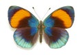Butterfly Asterope sapphira Royalty Free Stock Photo