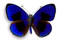 Butterfly Asterope sapphira Royalty Free Stock Photo