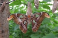 Butterfly, Atlas moth, insect Royalty Free Stock Photo