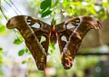 Butterfly Atlas moth Royalty Free Stock Photo