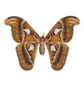 Butterfly : Atlas moths