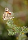 Butterfly with Attitude Royalty Free Stock Photo