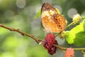 A butterfly of an attractive color is resting in a bush. Royalty Free Stock Photo